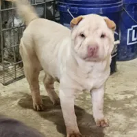 Cream girl, a female Chinese Shar-Pei for sale in West Palm Beach, FL – 2 of 4