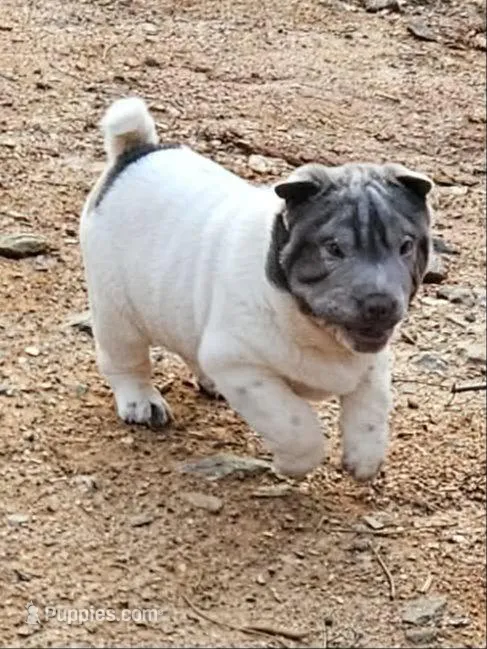 Bicolor boy, a male Chinese Shar-Pei for sale in West Palm Beach, FL – 6 of 10