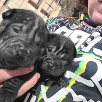 SATIN BLK BOY, a male Chinese Shar-Pei for sale in West Palm Beach, FL – 10 of 10