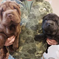 SATIN BLK BOY, a male Chinese Shar-Pei for sale in West Palm Beach, FL – 6 of 10