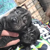 SATIN BLK BOY, a male Chinese Shar-Pei for sale in West Palm Beach, FL – 9 of 10