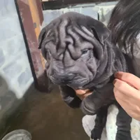 SATIN BLK BOY, a male Chinese Shar-Pei for sale in West Palm Beach, FL – 3 of 10