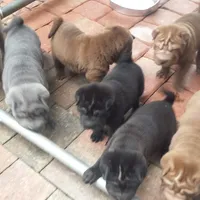 SATIN BLK BOY, a male Chinese Shar-Pei for sale in West Palm Beach, FL – 7 of 10