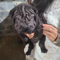 SATIN BLK BOY, a male Chinese Shar-Pei for sale in West Palm Beach, FL – 5 of 10