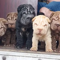 SATIN BLK BOY, a male Chinese Shar-Pei for sale in West Palm Beach, FL – 2 of 10