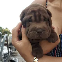Chocoboy, a male Chinese Shar-Pei for sale in West Palm Beach, FL – 2 of 10