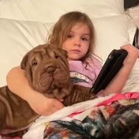 Chocoboy, a male Chinese Shar-Pei for sale in West Palm Beach, FL – 1 of 10
