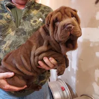 Chocoboy, a male Chinese Shar-Pei for sale in West Palm Beach, FL – 8 of 10