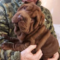 Chocoboy, a male Chinese Shar-Pei for sale in West Palm Beach, FL – 6 of 10