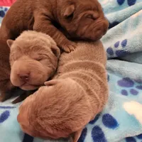 Chocoboy, a male Chinese Shar-Pei for sale in West Palm Beach, FL – 4 of 10