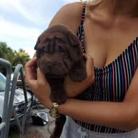 Chocoboy, a male Chinese Shar-Pei for sale in West Palm Beach, FL – 5 of 10