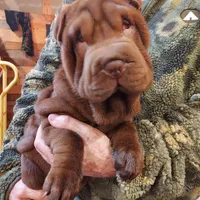Chocoboy, a male Chinese Shar-Pei for sale in West Palm Beach, FL – 9 of 10