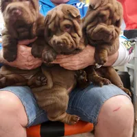 Chocoboy, a male Chinese Shar-Pei for sale in West Palm Beach, FL – 7 of 10