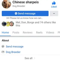 Chocoboy, a male Chinese Shar-Pei for sale in West Palm Beach, FL – 3 of 10