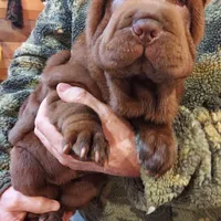 Chocoboy, a male Chinese Shar-Pei for sale in West Palm Beach, FL – 10 of 10