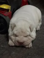 Isabella boy, a male Chinese Shar-Pei for sale in West Palm Beach, FL – Photo 4 of 10