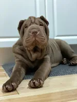 Isabella boy, a male Chinese Shar-Pei for sale in West Palm Beach, FL – Photo 9 of 10