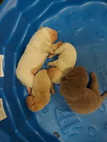 Isabella boy, a male Chinese Shar-Pei for sale in West Palm Beach, FL – Photo 2 of 10