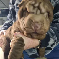 Chocolate wrinke boy, a male Miniature Shar-Pei for sale in West Palm Beach, FL – 3 of 4