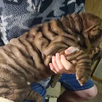 Chocolate wrinke boy, a male Miniature Shar-Pei for sale in West Palm Beach, FL – 4 of 4