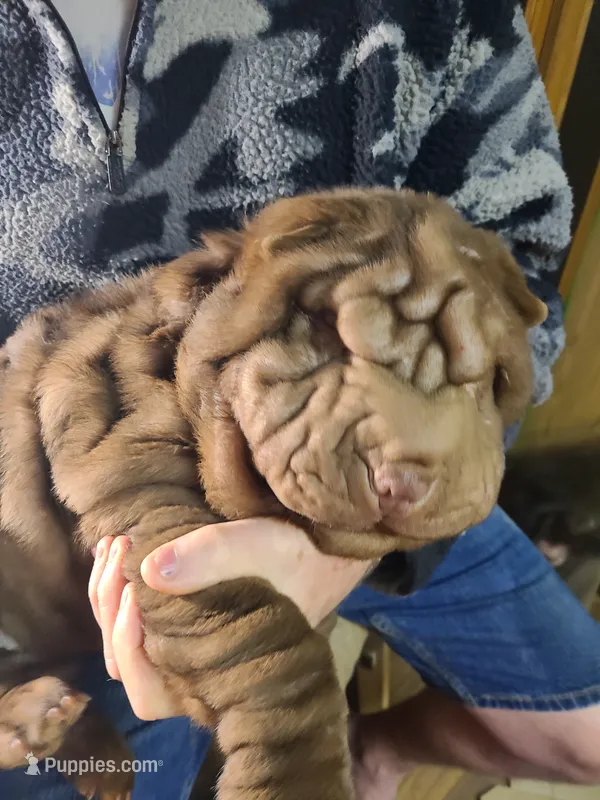 Chocolate wrinke boy