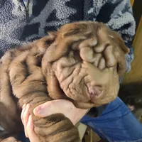 Chocolate wrinke boy, a male Miniature Shar-Pei for sale in West Palm Beach, FL – 1 of 4