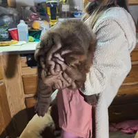 Chocolate wrinke boy, a male Miniature Shar-Pei for sale in West Palm Beach, FL – 2 of 4