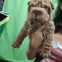 Chocolate boy, a male Chinese Shar-Pei for sale in West Palm Beach, FL – 1 of 8