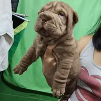 Chocolate boy, a male Chinese Shar-Pei for sale in West Palm Beach, FL – 8 of 8