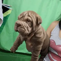Chocolate boy, a male Chinese Shar-Pei for sale in West Palm Beach, FL – 2 of 8