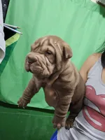 processed/e7463614-59ac-484f-804f-a3ea196990cd/listing/98c13563-5fcb-47a9-baec-1c24f9530bce/7010fc03-647f-4e62-abd8-e436ce58a359