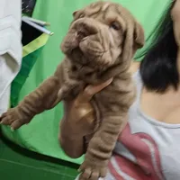 Chocolate boy, a male Chinese Shar-Pei for sale in West Palm Beach, FL – 5 of 8