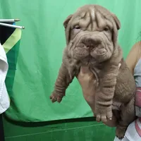 Chocolate boy, a male Chinese Shar-Pei for sale in West Palm Beach, FL – 3 of 8