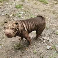Chocolate Boy, a male Chinese Shar-Pei for sale in West Palm Beach, FL – 5 of 9