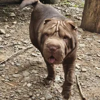 Chocolate Boy, a male Chinese Shar-Pei for sale in West Palm Beach, FL – 4 of 9