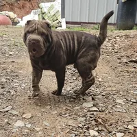 Chocolate Boy, a male Chinese Shar-Pei for sale in West Palm Beach, FL – 6 of 9