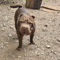 Chocolate Boy, a male Chinese Shar-Pei for sale in West Palm Beach, FL – 2 of 9