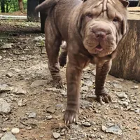 Chocolate Boy, a male Chinese Shar-Pei for sale in West Palm Beach, FL – 8 of 9