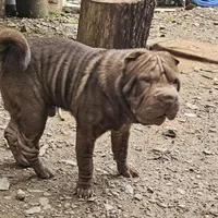 Chocolate Boy, a male Chinese Shar-Pei for sale in West Palm Beach, FL – 9 of 9