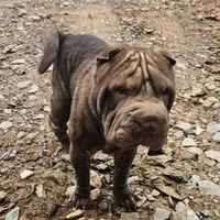 Chocolate Boy, a male Chinese Shar-Pei for sale in West Palm Beach, FL – 7 of 9