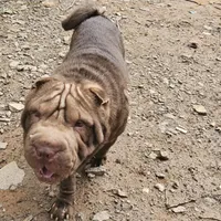 Chocolate Boy, a male Chinese Shar-Pei for sale in West Palm Beach, FL – 1 of 9