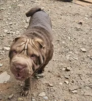 processed/e7463614-59ac-484f-804f-a3ea196990cd/listing/ab38a8ec-d0c5-4511-87fc-5c1bab0381da/b87a83f7-8dd1-4ff0-8e54-e03067a050ee