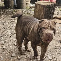 Chocolate Boy, a male Chinese Shar-Pei for sale in West Palm Beach, FL – 3 of 9