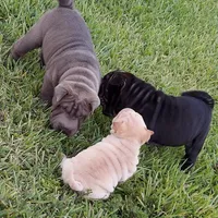 SATIN BLACK GIRL, a female Chinese Shar-Pei for sale in West Palm Beach, FL – 4 of 10