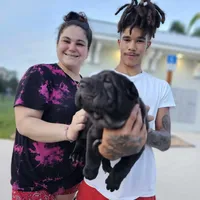 SATIN BLACK GIRL, a female Chinese Shar-Pei for sale in West Palm Beach, FL – 3 of 10