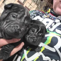 SATIN BLACK GIRL, a female Chinese Shar-Pei for sale in West Palm Beach, FL – 7 of 10