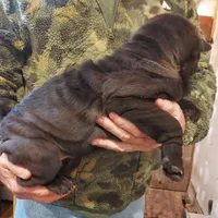 SATIN BLACK GIRL, a female Chinese Shar-Pei for sale in West Palm Beach, FL – 6 of 10