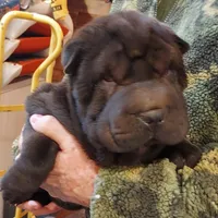 SATIN BLACK GIRL, a female Chinese Shar-Pei for sale in West Palm Beach, FL – 5 of 10