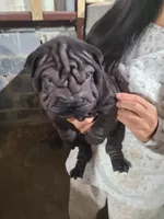 processed/e7463614-59ac-484f-804f-a3ea196990cd/listing/c5194221-a6ff-47b4-9883-d2a065869981/71329566-fe43-49ea-b814-64a37b9ba326