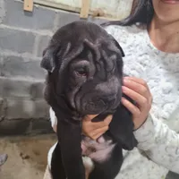 SATIN BLACK GIRL, a female Chinese Shar-Pei for sale in West Palm Beach, FL – 10 of 10